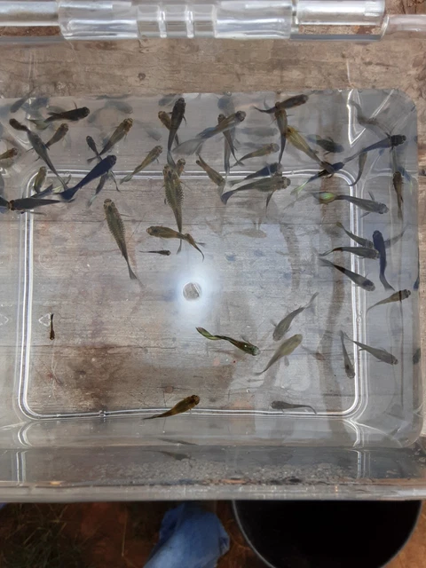 6 Assorted Color Guppies Live Freshwater Aquarium Fish Disease Free