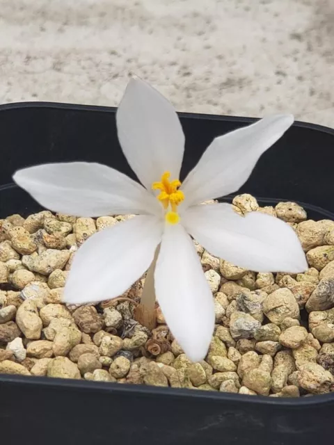 GETHYLLIS LINEARIS - rare S AFRICA narrow TWISTING LVS WHITE FLOWERS - FLWG SIZE 2