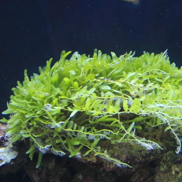 Caulerpa brachypus Meerwasser Algen Bakterien Refugium optimal für Lebendgestein