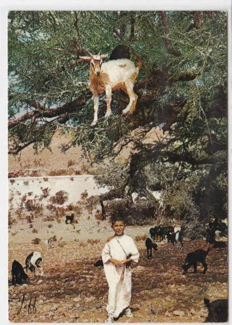 Cpsm Morocco Small Shepherd Du Souss Color Postcard