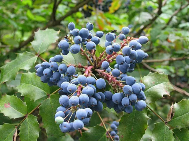 Oregon Grape Holly Seeds Mahonia Aquifolium Flower Small Shrub Pot - 200 Seeds