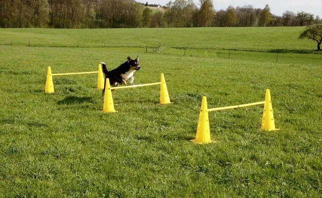 Set ostacoli piloni 3 ostacoli AGILITY Kerbl giallo NUOVO