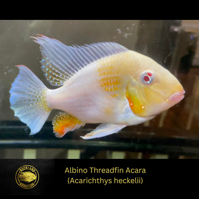 Albino Threadfin Acara - Acarichthys heckelii ‘albino - Live Fish (4" - 4.5")