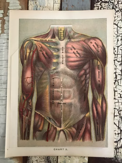 1901 Antique Medical Human Anatomy Chart ~ Body ~ Litho 11 Layers E J Stanley