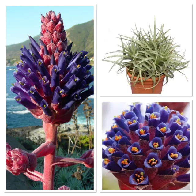 Stunning Puya Venusta!Exotic/tropical Garden Special! Hardy!Bromeliad RARE SEEDS