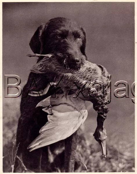 DOG German Wirehaired Pointer Retrieves Duck, Quality Vintage 1941 Print