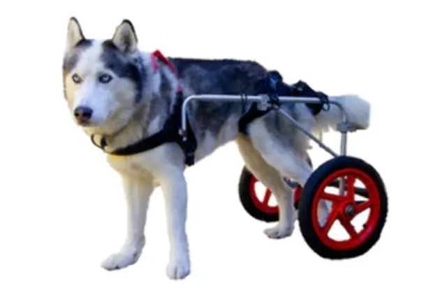 Aluminum Mobility Non-Rust Alloy Dog Wheelchair Fits XXS/1 lbs to XL/175 lbs