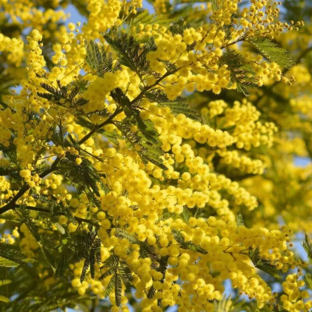 Acacia dealbata 'Gaulois Astier' - Mimosa d'hiver le Gaulois 2