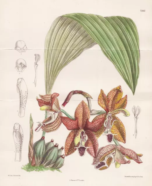 Houlletia Landsbergi Costa Rica Orchidea Orchid Botany Lithograph Curtis 7362