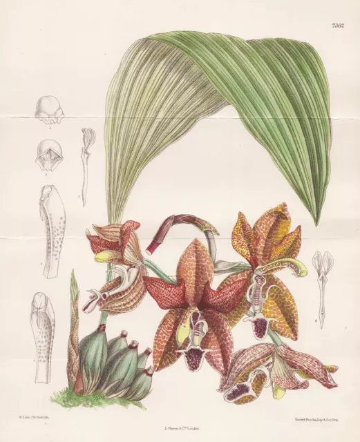 Litografia botanica Houlletia Landsbergi Costa Rica orchidea Orchidea Curtis 7362