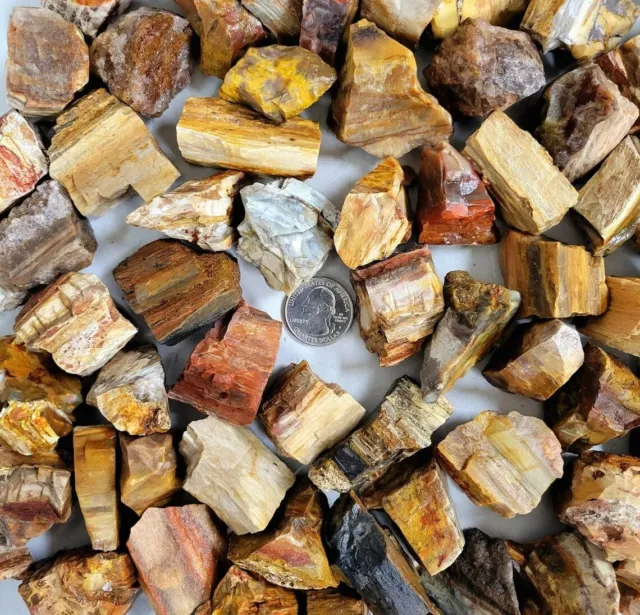 Rough Petrified Wood Crystals, Bulk Healing Gems & Fossil Stones for Tumbling 2