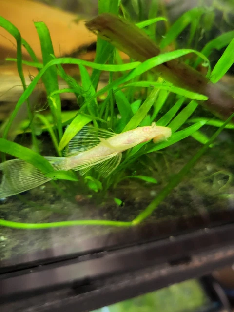 1 (1+inch) long finned albino Bristlenose Pleco (suckerfish) Tank Raised