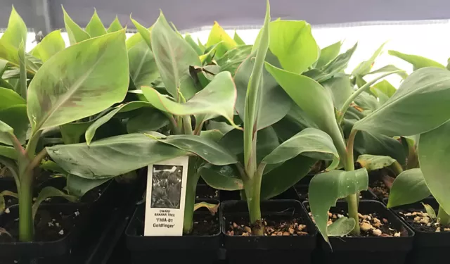 FHIA-01 Goldfinger Dwarf Banana Plant - Live Plant 2