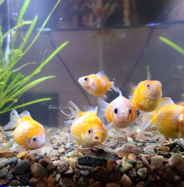 Live Pearlscale Fancy Goldfish (1.5" Freshwater Aquarium Fish)  *PLS READ DESCR* 2