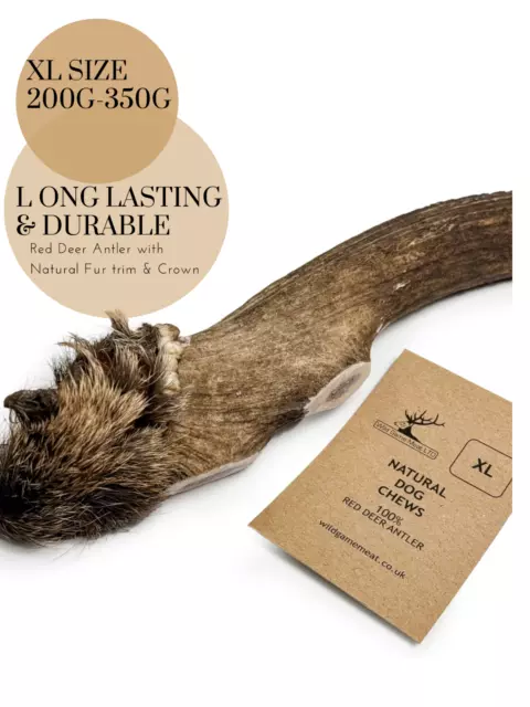 New !XL Red Deer Antler with Natural Fur Trim & Crown- 100% Natural Best Chew