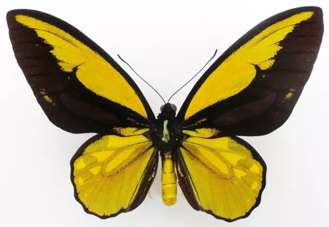 Ornithoptera Croesus Wallacei Male Form Andreae From Mandioli Isl.  ++Rare++