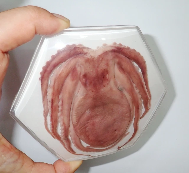 Common Octopus in 11 cm Hexagonal Resin Block on white Education Specimen HMP11