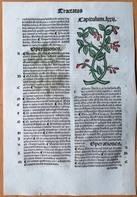 Original Post Inkunabel Hortus Sanitatis Koloriert Berberis Venedig 1511