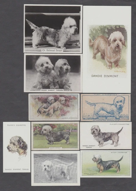 10 Different Vintage DANDIE DINMONT TERRIER Tobacco/Cig/Tea Dog Cards