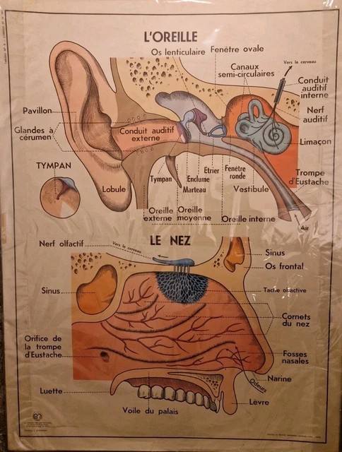 Lot De 2 Cartes Scolaires Rossignol - Le Corps Humain Et L'appareil Digestif - Vintage