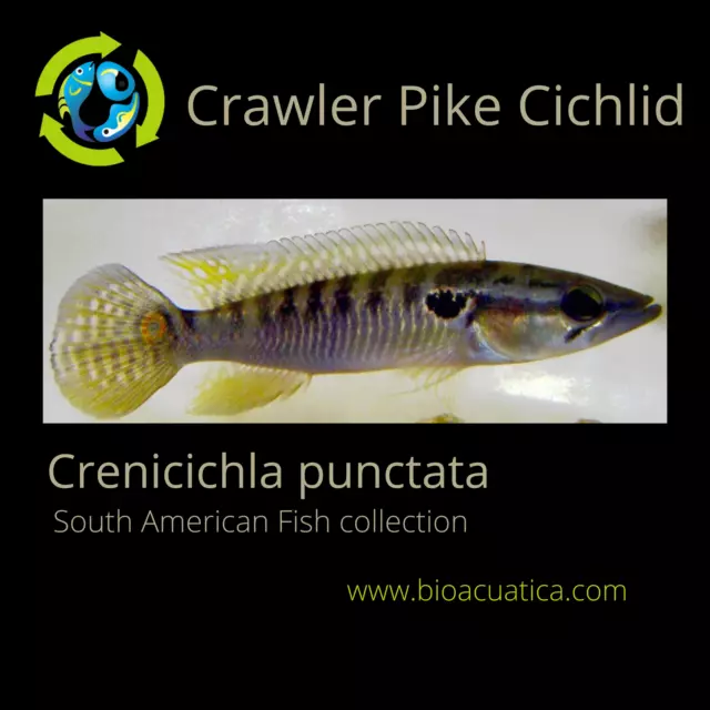 OUTSTANDING CRAWLER PIKE CICHLID 3 TO 4 INCHES UNSEXED (Crenicichla punctata)