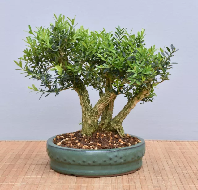 Bonsai Indoor, Chin. Buchsbaum (Buxus harlandii) 24018 | Bonsai-Garten-Müller