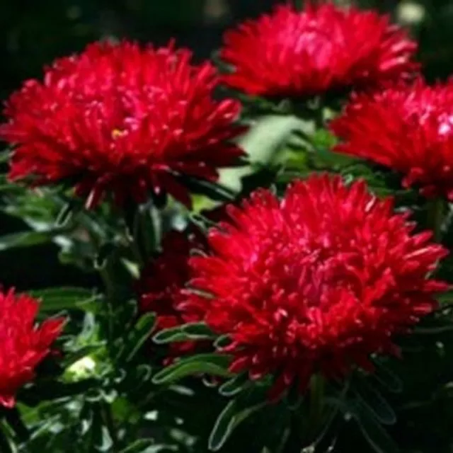 Aster (Callistephus Dwarf Milady) -Scarlet- 50 Seeds