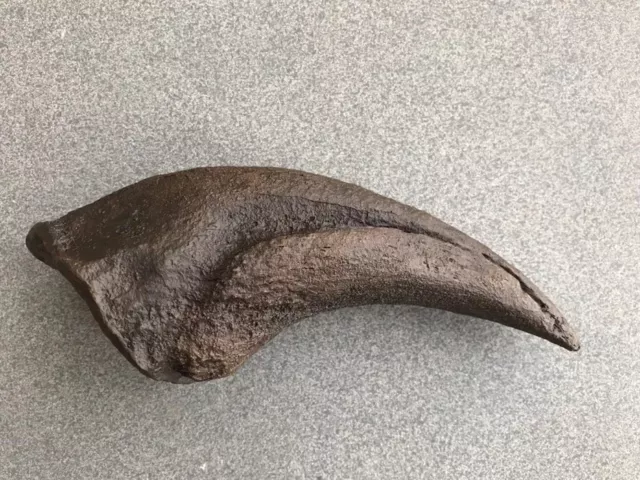 Dinosaurs. Fossils. Claw cast of Therinosaurus Rex. Handmade replica.