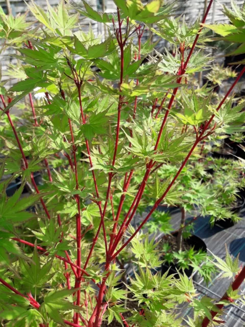 Acer palmatum Sangokaku, roterholziger Japanahorn, 70-80cm