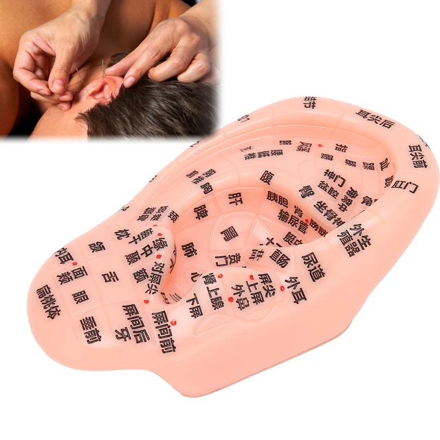 Ear Zone Model Ear Acupoint Pressure Point Learning Acupuncture Model 13cm SD3