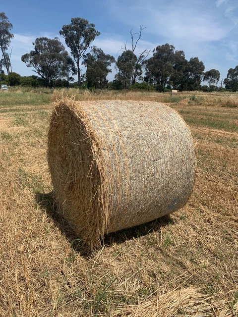 OATEN / OAT Hay new Season, Round 5' Bale for sale. $71.50 - PicClick AU