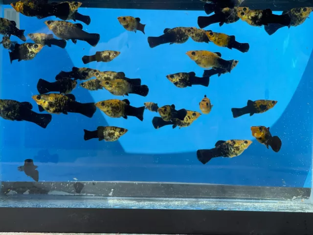 7 Live Golden Panda Molly Livebearers Freshwater Aquarium Tank Fish