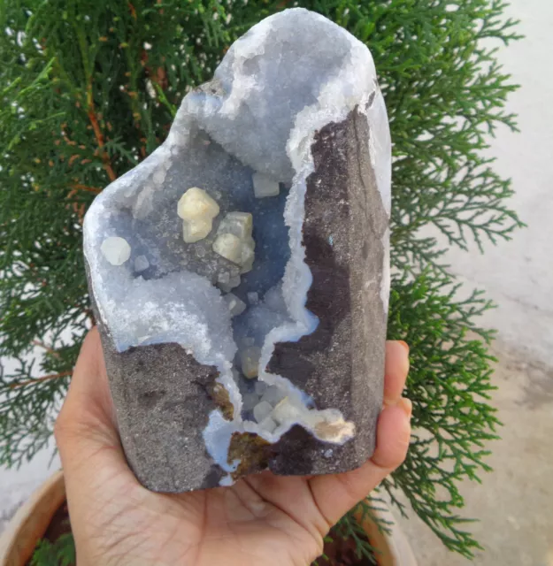 Apophyllite Crystals In Chalcedony Coral In Geode Minerals Specimen #H25