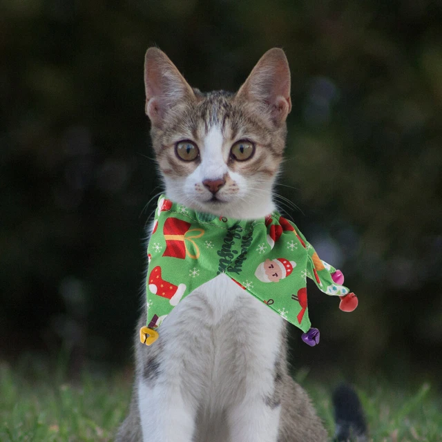 Collare per animali domestici, collare per gatti, collare decorativo per gattino,