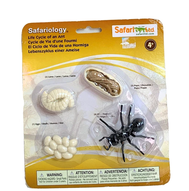 LIFE CYCLE OF An Ant Figures Safari Ltd NEW Toys Educational Figurines ...