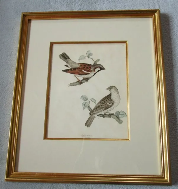 Beautiful Framed Antique Hand Coloured Print 118 Long Tailed Sparrow Male Female