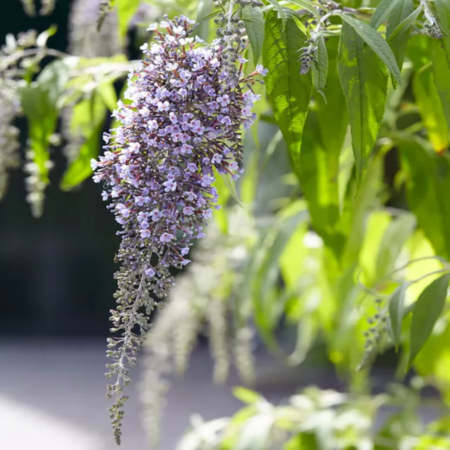 Butterfly Bush, Buddleia davidii 'Wisteria Lane' in a 9cm Pot 2