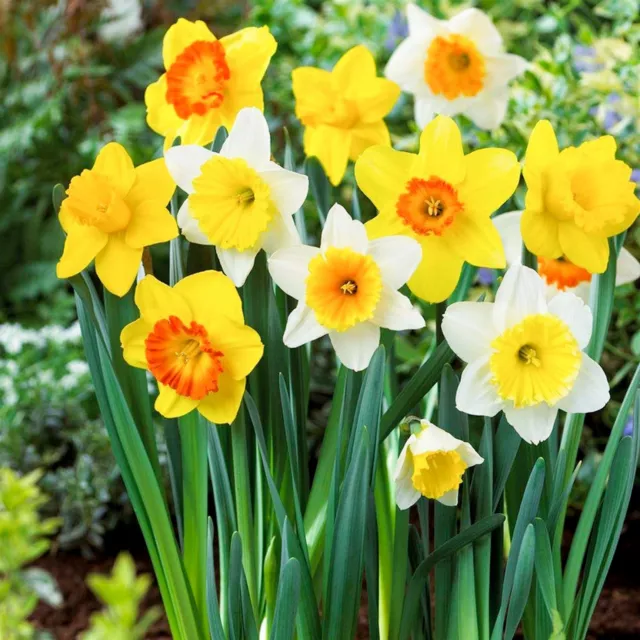 1-20KG Mix Daffodil Narcissus Garden Bulb Spring Flowering Tazetta Wisley Minnow