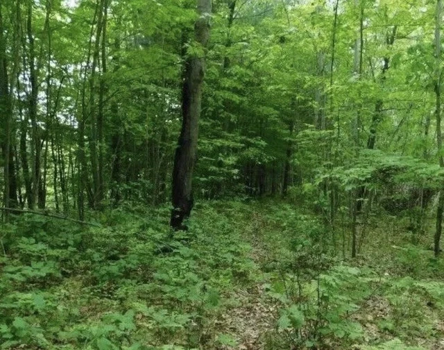 PROPERTY FOR SALE overseas Land In Arkansas 5000 Square Feet Beautiful