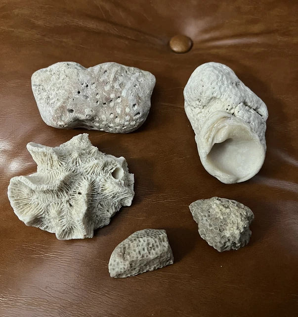 Dry Reef Lot Ocean Coral Rock Unique White Star Brain & Various 5 Pcs