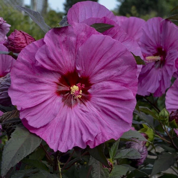 Hardy Hibiscus Berry Awesome