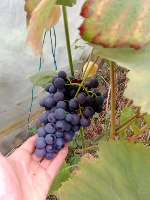 5 x Delhro grape cuttings (Vitis vinifera) Early, resistant and productive