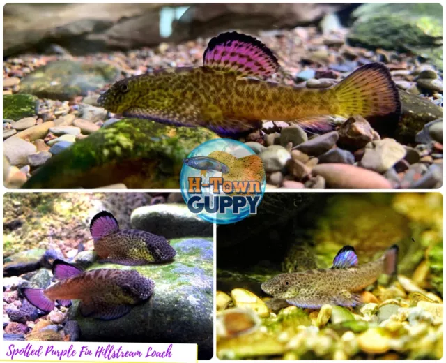 RARE  LIMITED  - Pack of 1 - Spotted Purple Fin Hillstream Loach Algae Eater