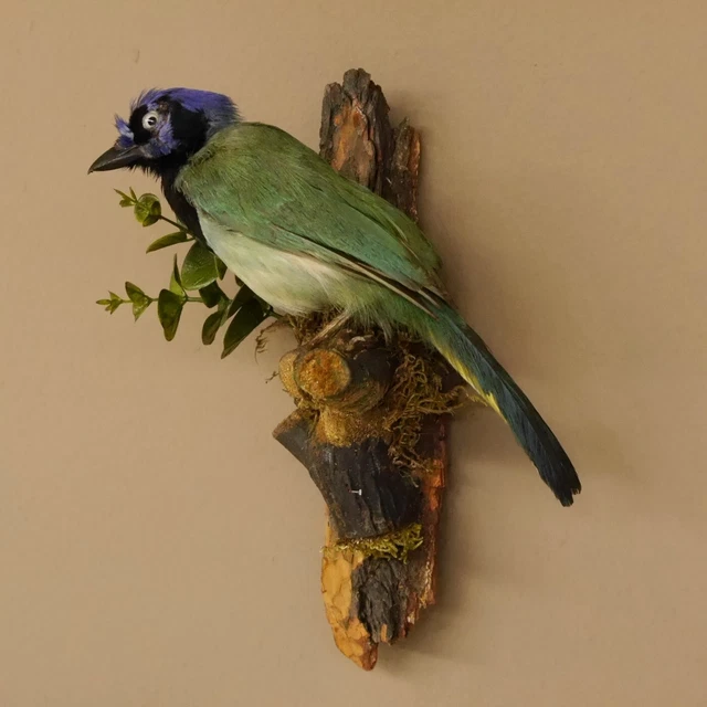 Grünhäher Inkahäher Rabenvogel Preparación de Animales Pájaro