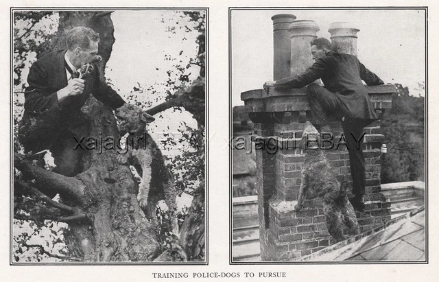 DOG Airedale Terrier Police Dog Training Criminal Pursuit, Rare Antique Print