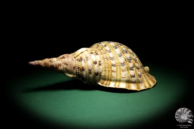 Charonia tritonis Philippinen Tritonshorn rezent Schnecke conch shell snail Deko