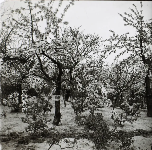 Deutschland Werder Kirschbäume IN Blüten c1935 Foto Platte De Verre Stereo