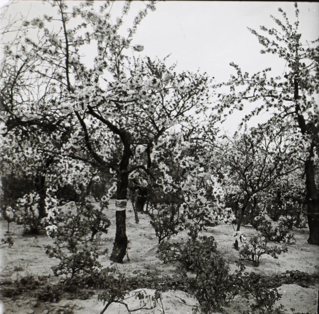 Deutschland Werder Kirschbäume IN Blüten c1935 Foto Platte De Verre Stereo