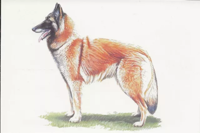 Glossy UNUSED Dog Belgian Tervuren Drawing Color Art Chinese Publishing Postcard