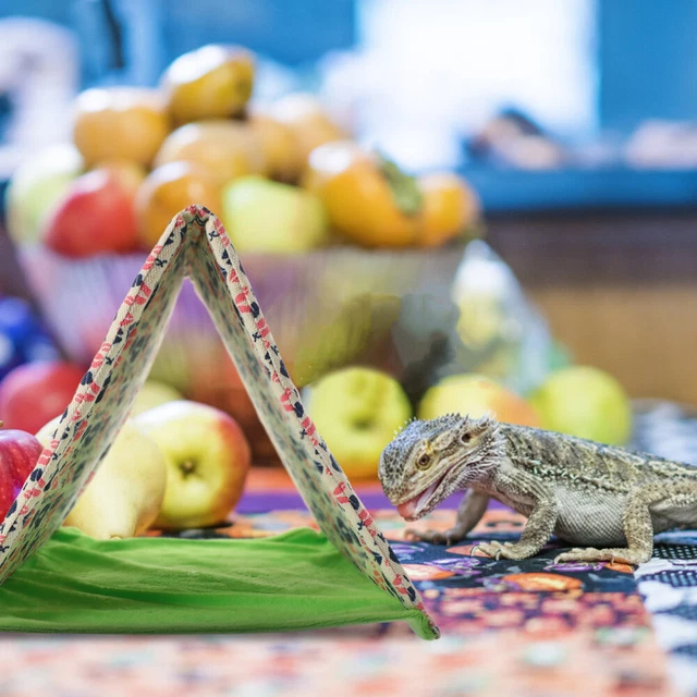 Alfombra para dormir reptil hamaca para casa dragón barbudo casa mascotas animales algodón